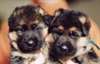 chiots berger allemand disponible - photo 2