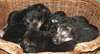 chiots berger allemand disponible - photo 4