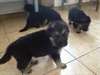 chiots berger allemand disponible - photo 5