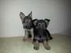 chiots berger allemand disponible - photo 6
