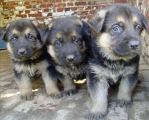 chiots berger allemand disponible