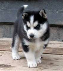 BEAUX CHIOTS SIBERIEN HUSKY DISPONIBILE