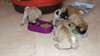 chiots carlin pure race - photo 1