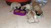 chiots carlin pure race - photo 2