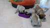 chiots carlin pure race - photo 3