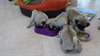 chiots carlin pure race - photo 4