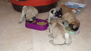 chiots carlin pure race