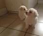 Doux Bichon Frise chiots pour adoption - photo 1