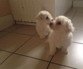 Doux Bichon Frise chiots pour adoption