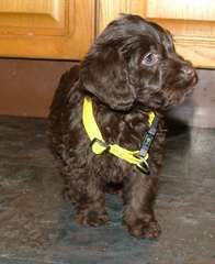 Chiots Labrador noirs et chocolat pour adoption