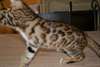 Très jeune femelle bengal de 5 mois. - photo 3