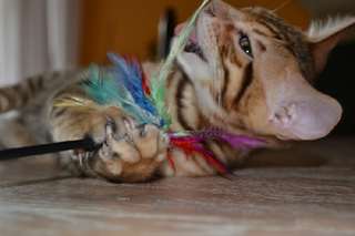 Très jeune femelle bengal de 5 mois.