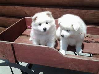chiots esquimaux Américain