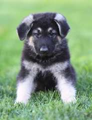 bergers allemand a donner