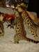 Chatons Bengal - photo 1