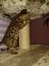Chatons Bengal - photo 2