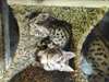 Chatons Bengal - photo 3