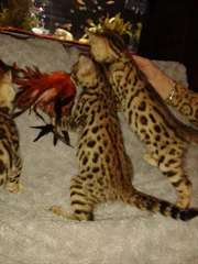 Chatons Bengal