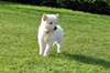 Splendides bébés berger blanc suisse dispo - photo 1
