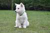 Splendides bébés berger blanc suisse dispo - photo 2