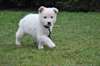 Splendides bébés berger blanc suisse dispo - photo 3
