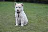 Splendides bébés berger blanc suisse dispo - photo 4