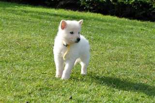 Splendides bébés berger blanc suisse dispo