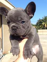 Reg  bleu français Bulldogs