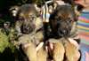 Donne Contre Bon Soins Chiots Berger Allemand - photo 1