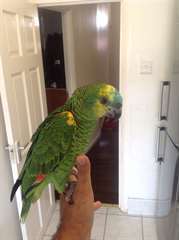 Perroquets Amazon Militaire a donner