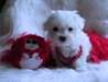 Disponible de suite chiots bichon maltais - photo 1