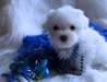 Disponible de suite chiots bichon maltais - photo 2