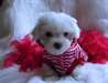 Disponible de suite chiots bichon maltais - photo 3