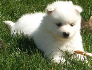 superbes chiots samoyède disponible de suite
