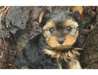 superbes chiots Yorkshire Terrier - photo 2