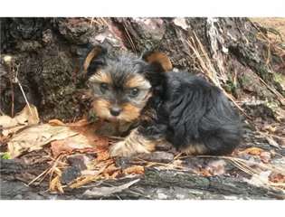 superbes chiots Yorkshire Terrier