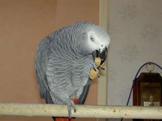 Urgent a donner Perroquet Gris du Gabon