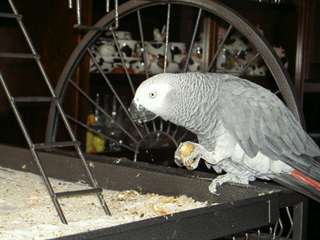 Urgent a donner Perroquet Gris du Gabon