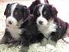 Chiots Bouviers Bernois contre bon soin - photo 1