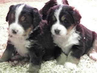 Chiots Bouviers Bernois contre bon soin