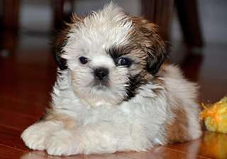Magnifiques Chiots Shih Tzu Non Lof