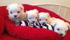 magnifiques chiots bichon maltais - photo 1