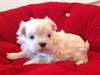 magnifiques chiots bichon maltais - photo 2