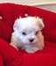 magnifiques chiots bichon maltais - photo 4