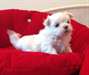 magnifiques chiots bichon maltais - photo 5