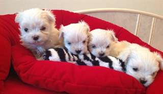 magnifiques chiots bichon maltais