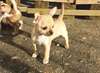 chiots chihuahua miniature poils court - photo 2