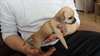 chiots chihuahua miniature poils court - photo 3