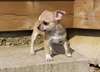 chiots chihuahua miniature poils court - photo 4