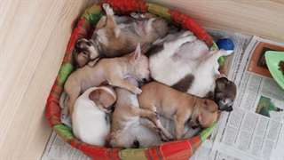 chiots chihuahua miniature poils court